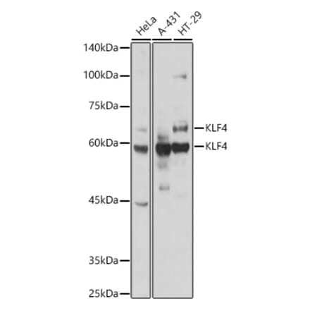 Western Blot - Anti-KLF4 Antibody (A15314) - Antibodies.com