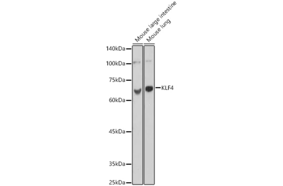 Western Blot - Anti-KLF4 Antibody (A15314) - Antibodies.com