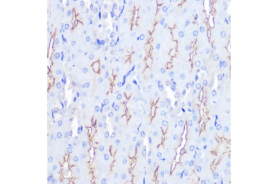 Immunohistochemistry - Anti-SIN1 Antibody (A15316) - Antibodies.com