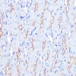 Immunohistochemistry - Anti-SIN1 Antibody (A15316) - Antibodies.com
