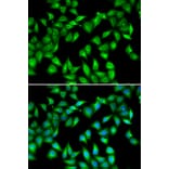 Immunofluorescence - Anti-Myosin light chain 3 Antibody (A15322) - Antibodies.com