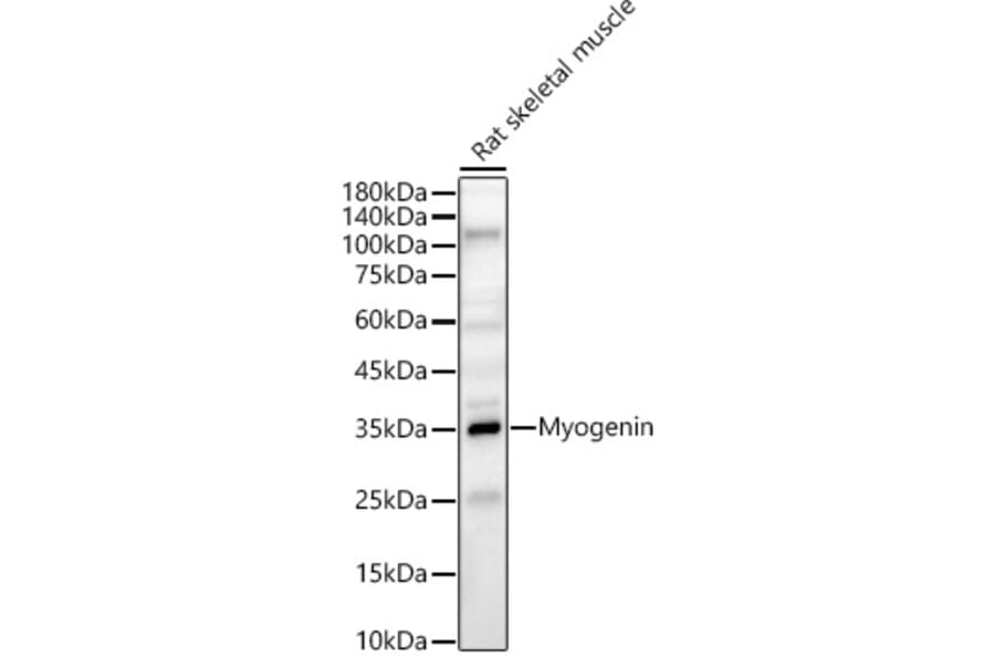 Western Blot - Anti-Myogenin Antibody (A15323) - Antibodies.com