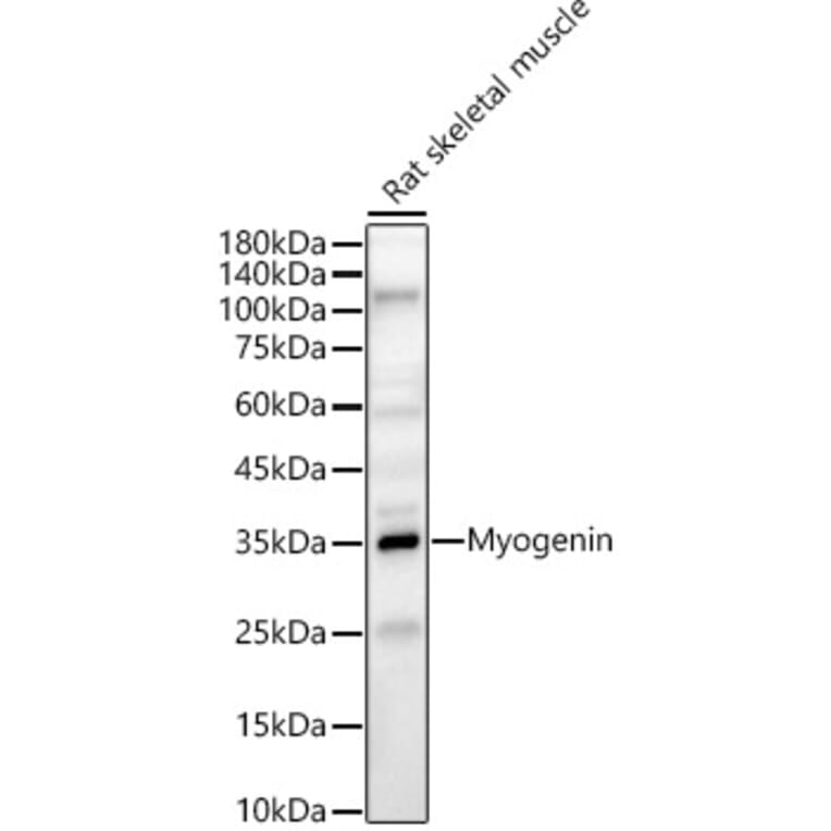 Western Blot - Anti-Myogenin Antibody (A15323) - Antibodies.com