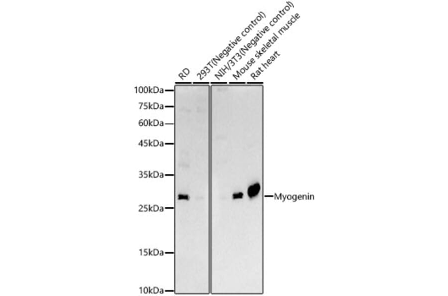 Western Blot - Anti-Myogenin Antibody (A15323) - Antibodies.com