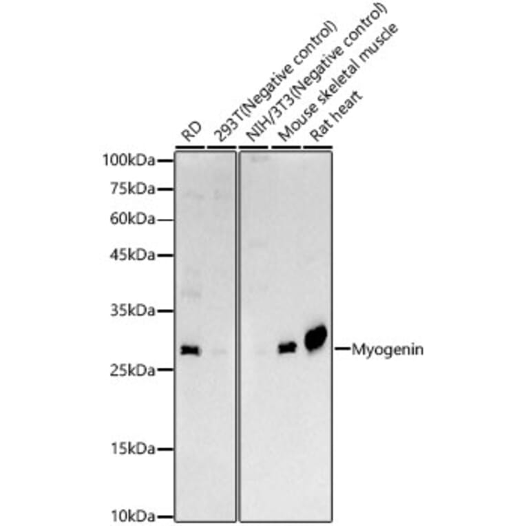 Western Blot - Anti-Myogenin Antibody (A15323) - Antibodies.com