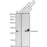 Western Blot - Anti-Myogenin Antibody (A15323) - Antibodies.com