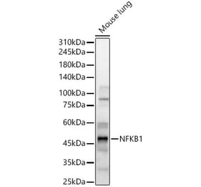 Western Blot - Anti-NFkB p105 / p50 Antibody (A15324) - Antibodies.com