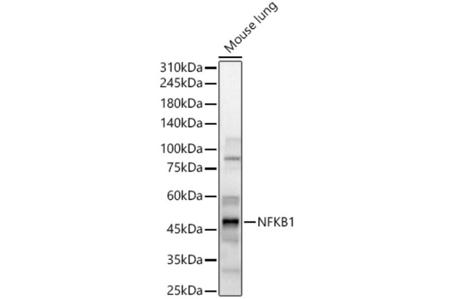 Western Blot - Anti-NFkB p105/p50 Antibody (A15324) - Antibodies.com