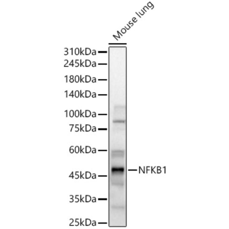 Western Blot - Anti-NFkB p105/p50 Antibody (A15324) - Antibodies.com