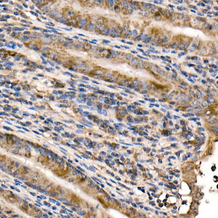 Immunohistochemistry - Anti-NFkB p105/p50 Antibody (A15324) - Antibodies.com