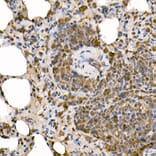 Immunohistochemistry - Anti-NFkB p105/p50 Antibody (A15324) - Antibodies.com
