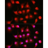 Immunofluorescence - Anti-NFkB p105/p50 Antibody (A15324) - Antibodies.com