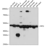 Western Blot - Anti-NFS1 Antibody (A15325) - Antibodies.com