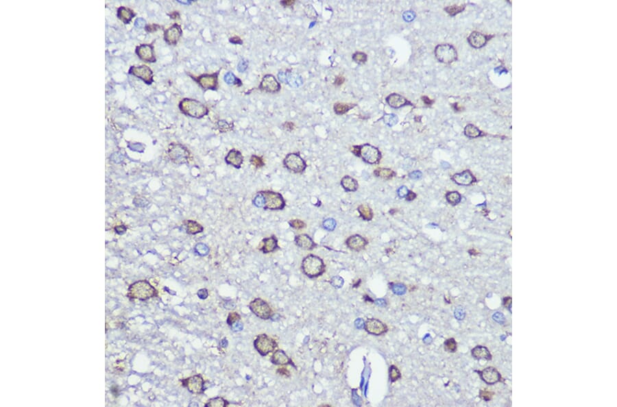 Immunohistochemistry - Anti-NFS1 Antibody (A15325) - Antibodies.com
