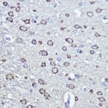 Immunohistochemistry - Anti-NFS1 Antibody (A15325) - Antibodies.com