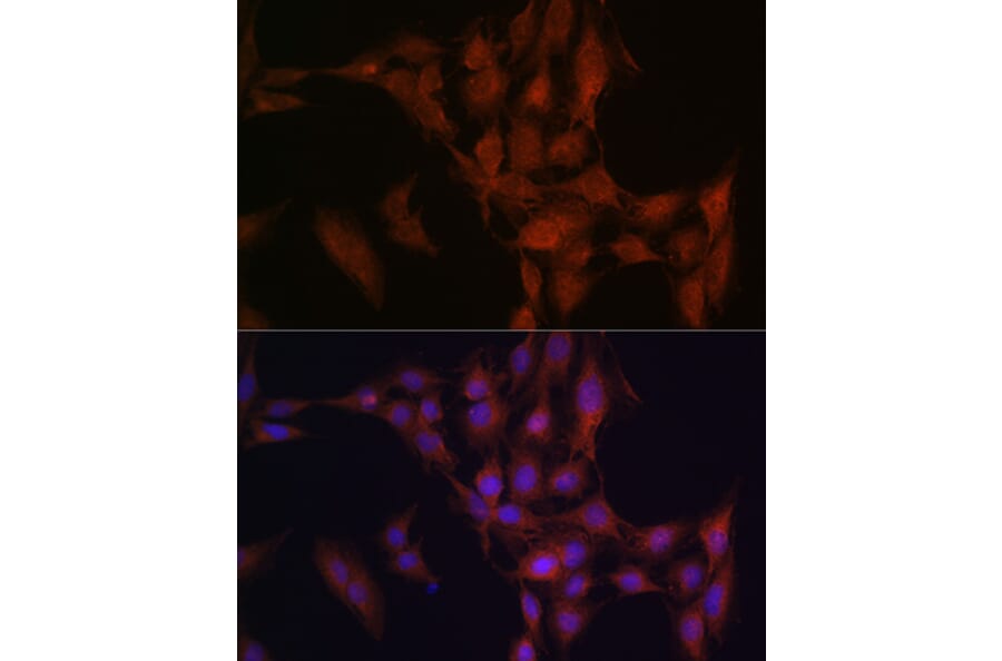 Immunofluorescence - Anti-NFS1 Antibody (A15325) - Antibodies.com