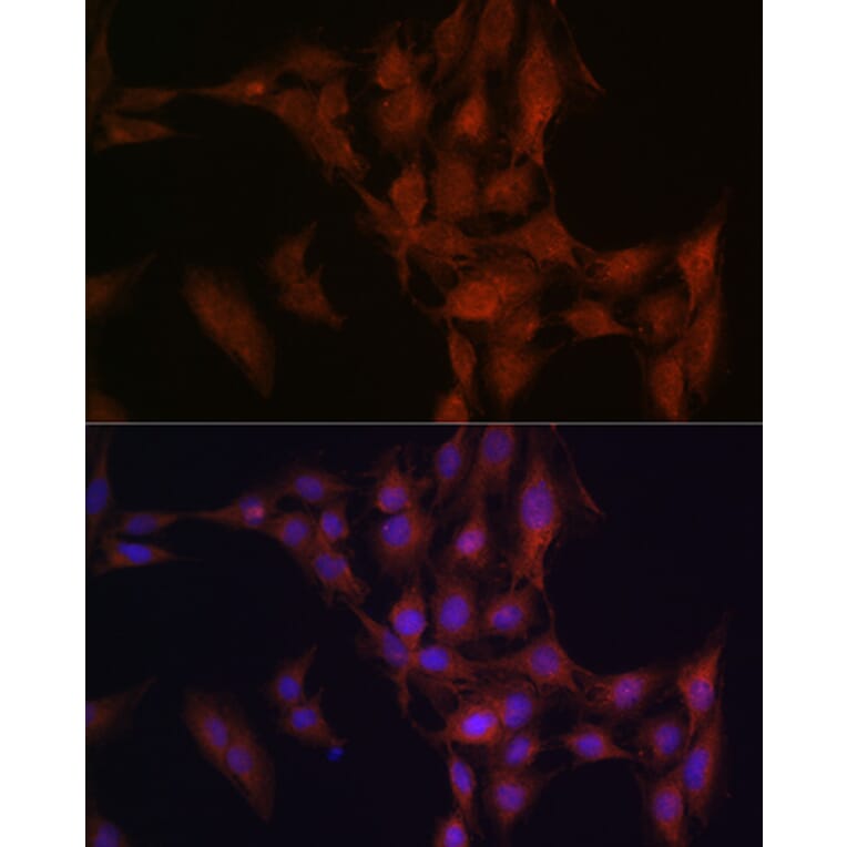 Immunofluorescence - Anti-NFS1 Antibody (A15325) - Antibodies.com