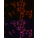 Immunofluorescence - Anti-NFS1 Antibody (A15325) - Antibodies.com