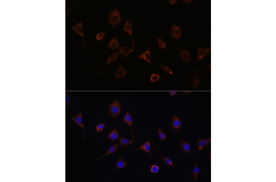 Immunofluorescence - Anti-NFS1 Antibody (A15325) - Antibodies.com