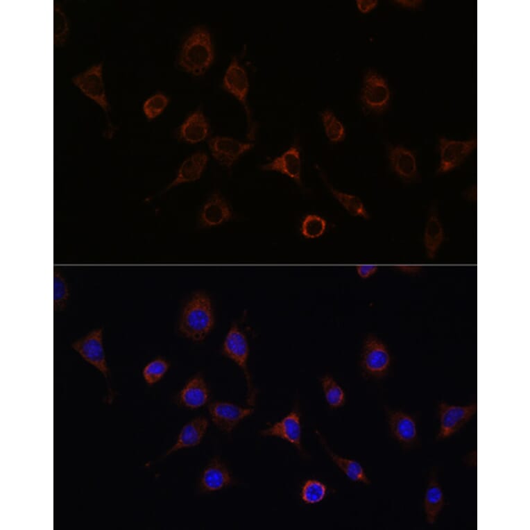 Immunofluorescence - Anti-NFS1 Antibody (A15325) - Antibodies.com