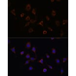 Immunofluorescence - Anti-NFS1 Antibody (A15325) - Antibodies.com