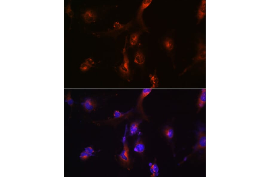 Immunofluorescence - Anti-NFS1 Antibody (A15325) - Antibodies.com