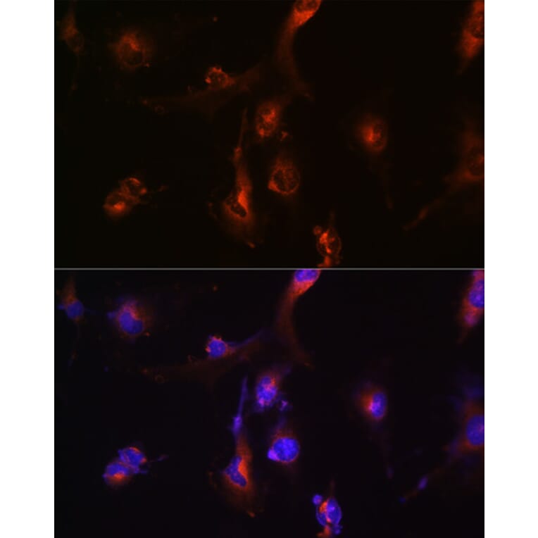 Immunofluorescence - Anti-NFS1 Antibody (A15325) - Antibodies.com