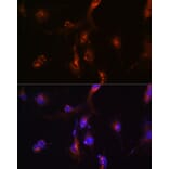 Immunofluorescence - Anti-NFS1 Antibody (A15325) - Antibodies.com