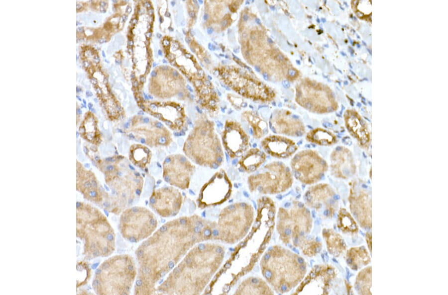 Immunohistochemistry - Anti-NPHP1 Antibody (A15326) - Antibodies.com