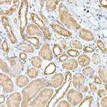 Immunohistochemistry - Anti-NPHP1 Antibody (A15326) - Antibodies.com