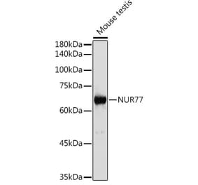 Western Blot - Anti-NUR77 Antibody (A15327) - Antibodies.com