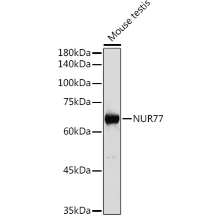 Western Blot - Anti-NUR77 Antibody (A15327) - Antibodies.com