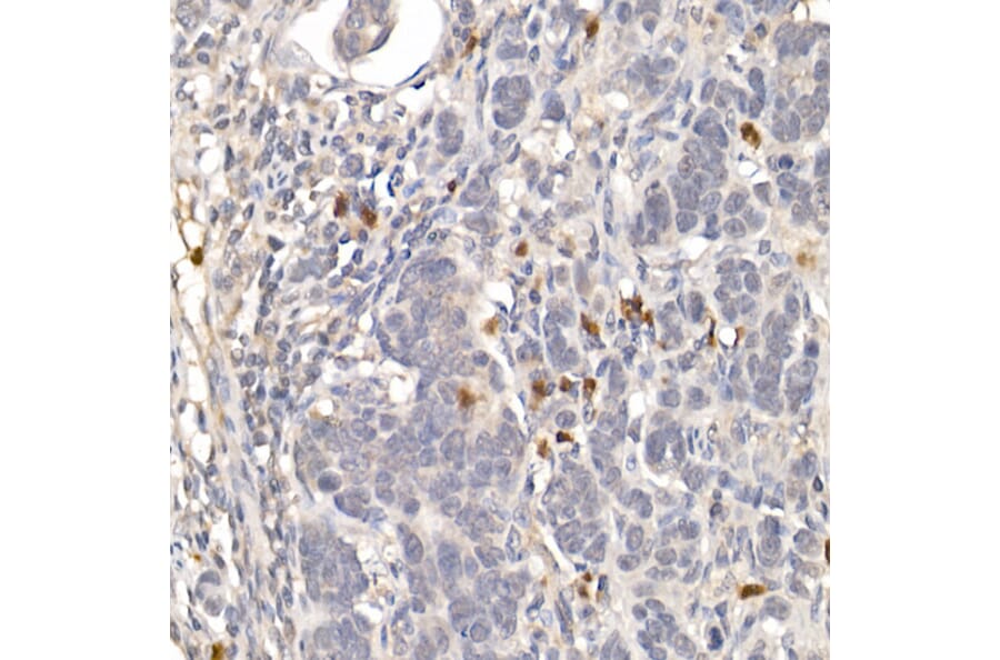 Immunohistochemistry - Anti-NUR77 Antibody (A15327) - Antibodies.com