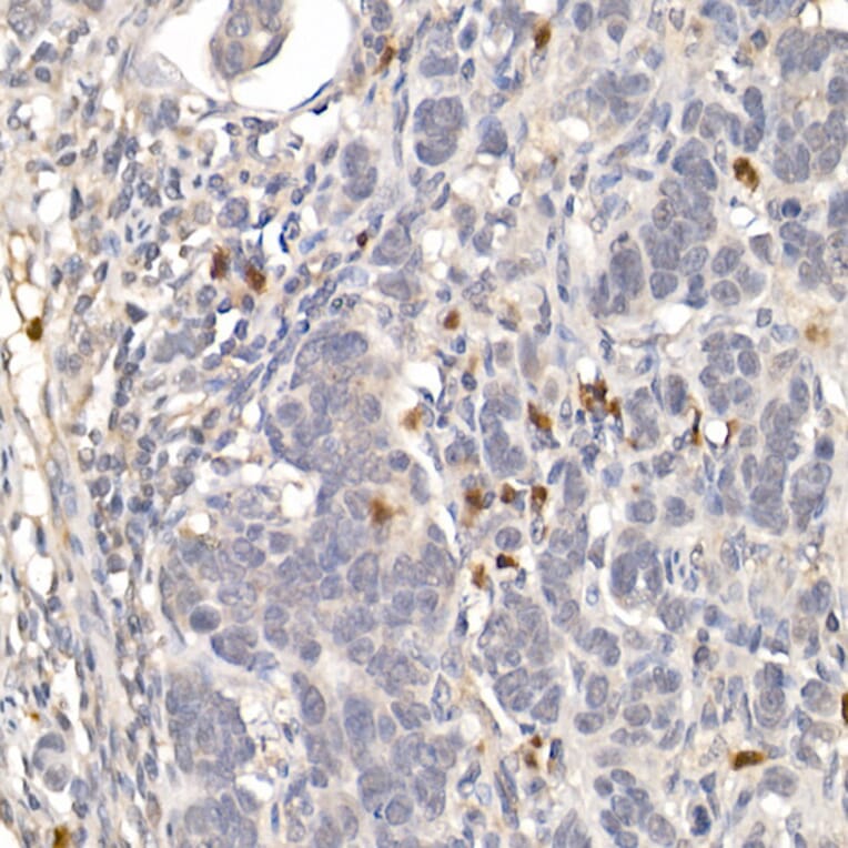 Immunohistochemistry - Anti-NUR77 Antibody (A15327) - Antibodies.com