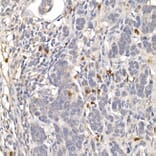 Immunohistochemistry - Anti-NUR77 Antibody (A15327) - Antibodies.com