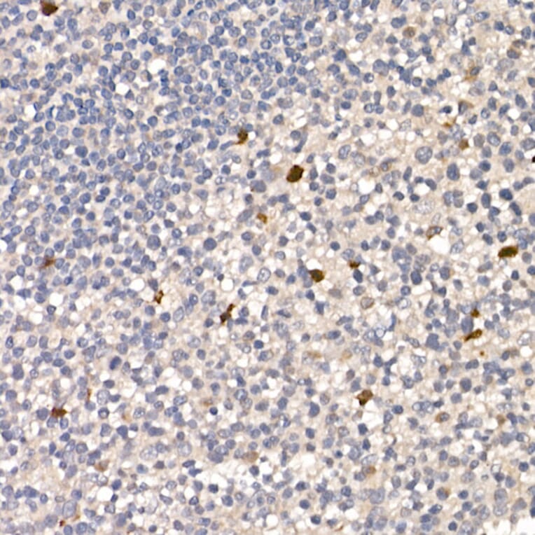 Immunohistochemistry - Anti-NUR77 Antibody (A15327) - Antibodies.com