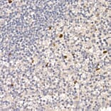 Immunohistochemistry - Anti-NUR77 Antibody (A15327) - Antibodies.com