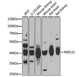 Western Blot - Anti-NSFL1C Antibody (A15328) - Antibodies.com