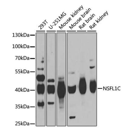 Western Blot - Anti-NSFL1C Antibody (A15328) - Antibodies.com