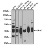 Western Blot - Anti-NSFL1C Antibody (A15328) - Antibodies.com