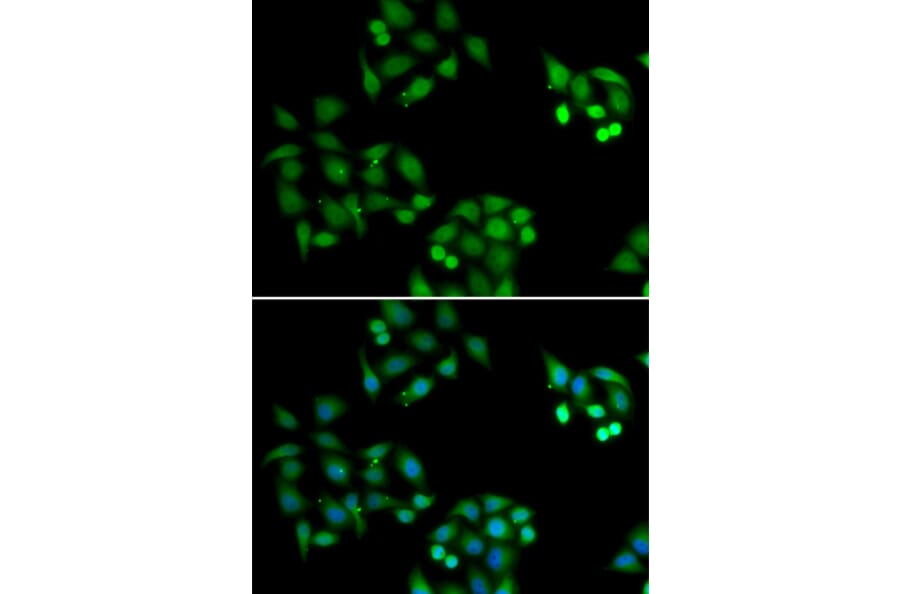 Immunofluorescence - Anti-NSFL1C Antibody (A15328) - Antibodies.com