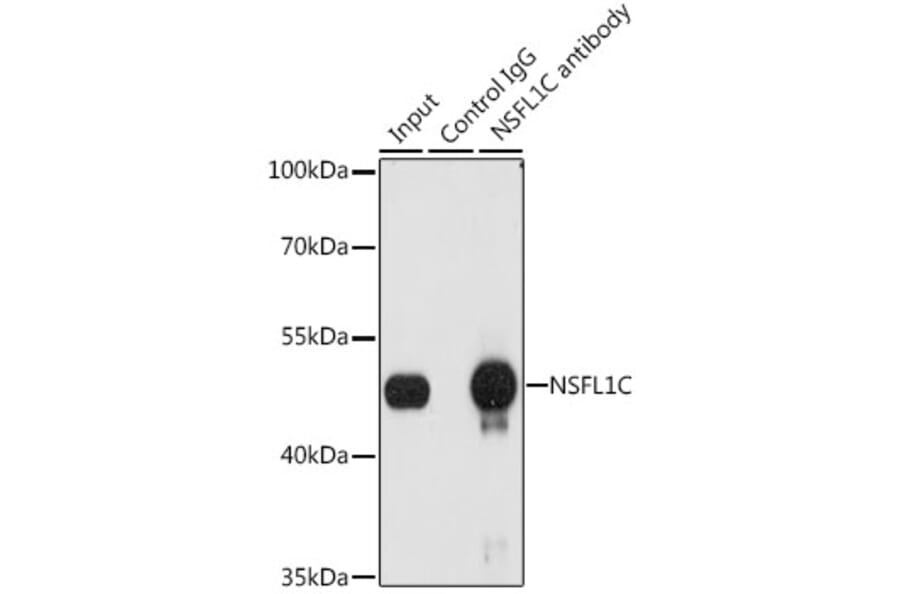 Western Blot - Anti-NSFL1C Antibody (A15328) - Antibodies.com