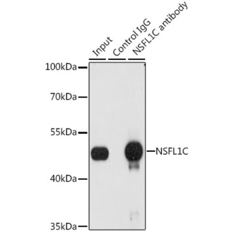 Western Blot - Anti-NSFL1C Antibody (A15328) - Antibodies.com