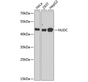 Western Blot - Anti-NUDC Antibody (A6678) - Antibodies.com