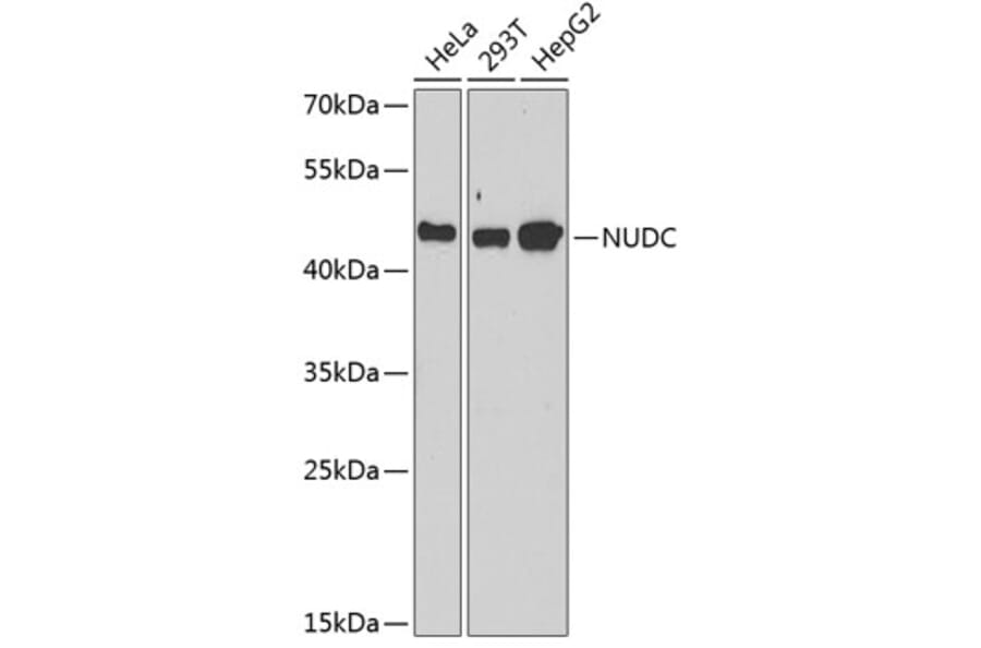 Western Blot - Anti-NUDC Antibody (A6678) - Antibodies.com