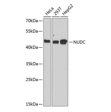 Western Blot - Anti-NUDC Antibody (A6678) - Antibodies.com