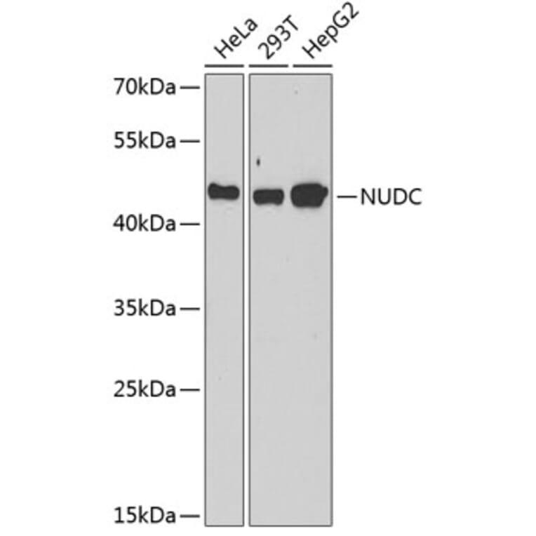 Western Blot - Anti-NUDC Antibody (A6678) - Antibodies.com