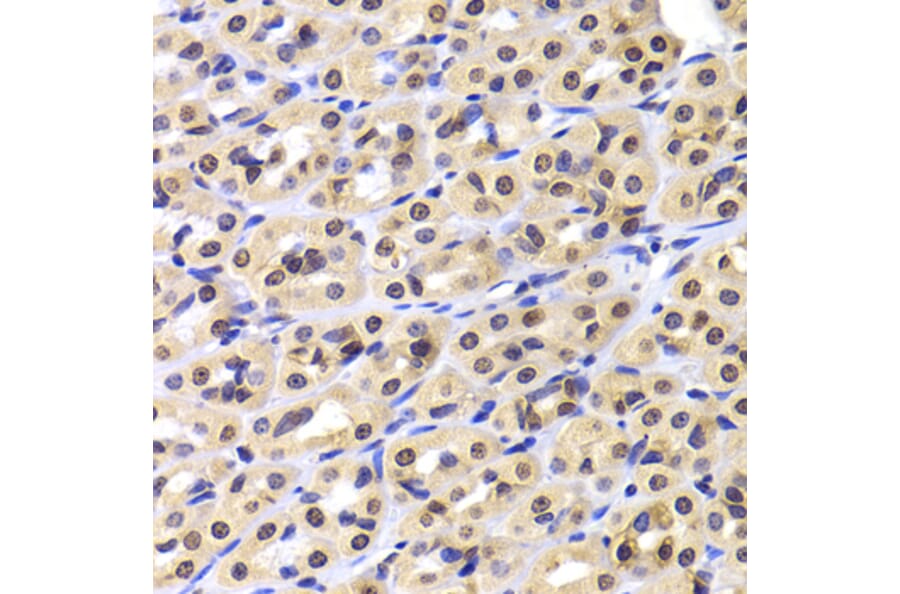 Immunohistochemistry - Anti-NUDC Antibody (A6678) - Antibodies.com