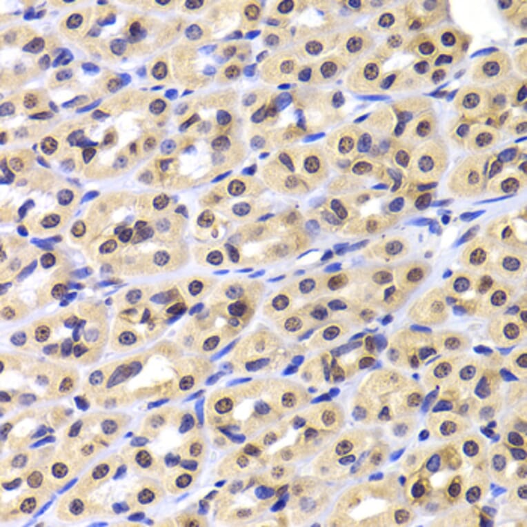 Immunohistochemistry - Anti-NUDC Antibody (A6678) - Antibodies.com