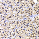 Immunohistochemistry - Anti-NUDC Antibody (A6678) - Antibodies.com